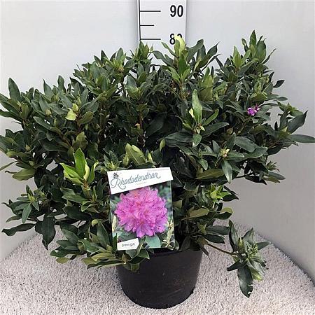 Rhododendron ponticum Pot 30 Liter 