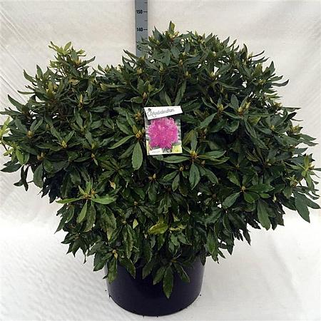 Rhododendron ponticum Pot 80 Liter 100 - 110 cm