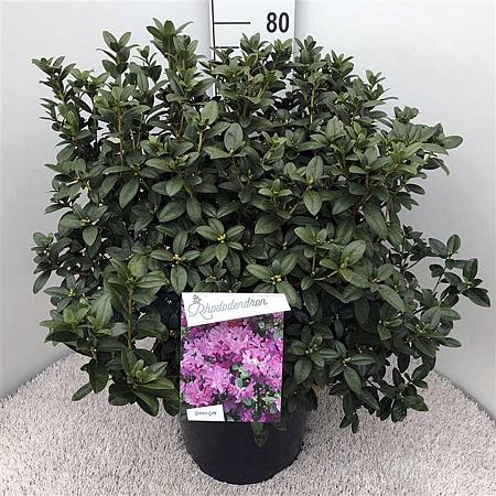 Rhododendron 'Praecox' Pot 20 Liter
