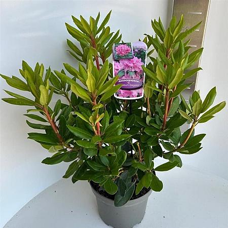 Rhododendron 'Roseum Elegans' Pot 5 Liter 30 - 40 cm