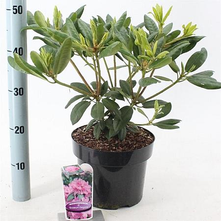 Rhododendron 'Roseum Elegans' Pot 5 Liter 30 - 40 cm