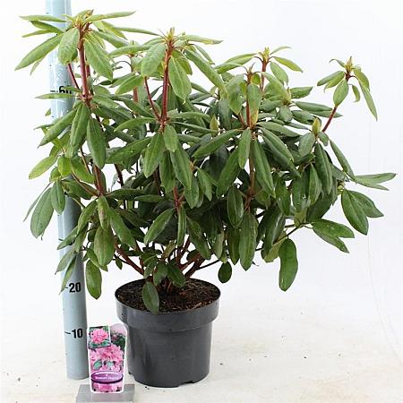 Rhododendron 'Roseum Elegans' Pot 5 Liter 30 - 40 cm