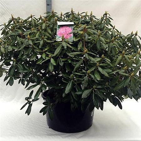 Rhododendron 'Roseum Elegans' Pot 70 Liter 