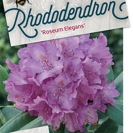 Rhododendron 'Roseum Elegans' Pot 20 liter 50 - 60 cm