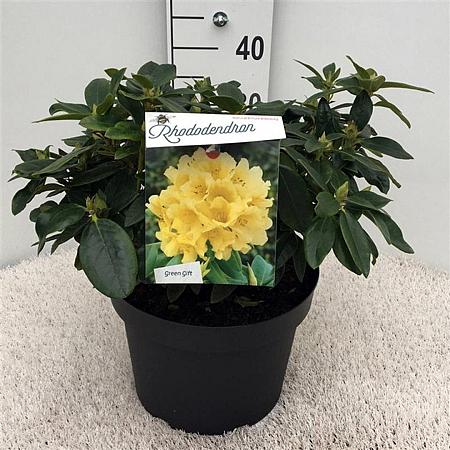 Rhododendron 'Saffrano' Pot 10 liter 30 - 40 cm