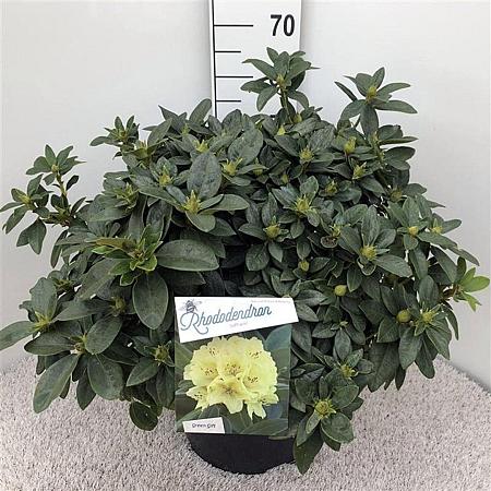 Rhododendron 'Saffrano' Pot 20 liter 50 - 60 cm