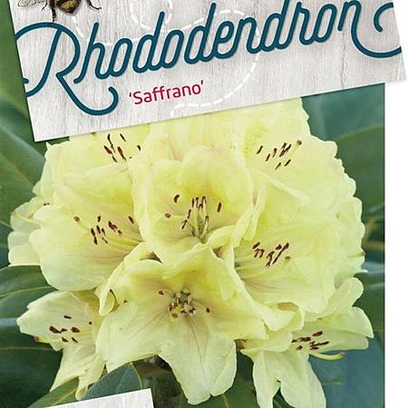 Rhododendron 'Saffrano' Pot 40 liter 60 - 70 cm