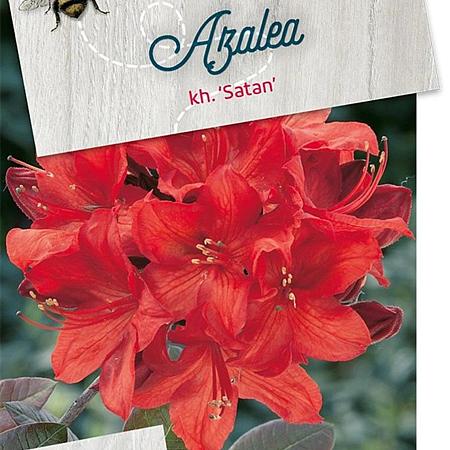 Rhododendron (AK) 'Satan' Pot 30 Liter 