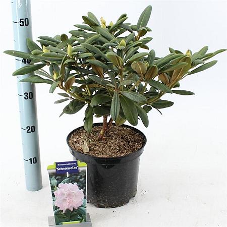 Rhododendron (Y) 'Schneewolke' Pot 5 liter 25-30cm