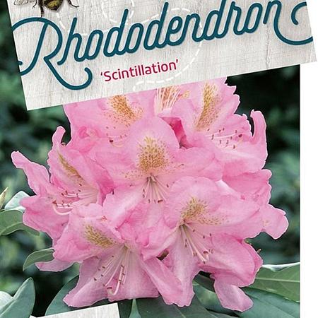 Rhododendron 'Scintillation' Pot 30 Liter 