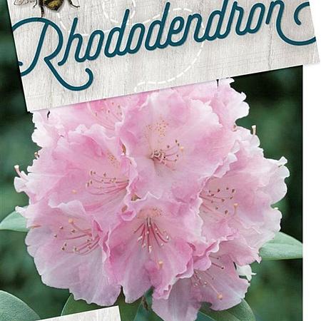 Rhododendron (Y) 'Silberwolke' Pot 10 liter 30 - 40 cm