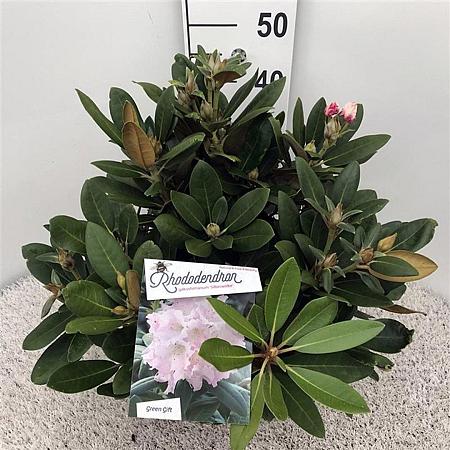 Rhododendron (Y) 'Silberwolke' Pot 10 liter 30 - 40 cm