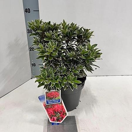Rhododendron (AJ) 'Silver Sword' Pot 3 liter 20-25cm 