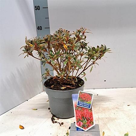 Rhododendron (AJ) 'Silver Sword' Pot 3 liter 20-25cm 