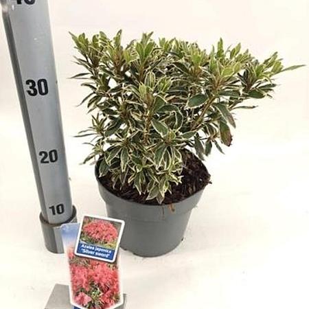 Rhododendron (AJ) 'Silver Sword' Pot 3 liter 20-25cm 