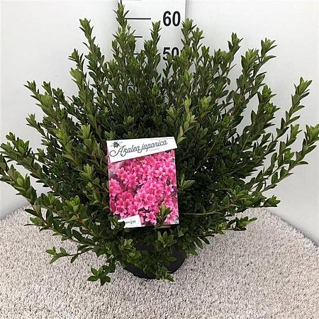 Rhododendron (AJ) 'Silvester' Pot 10 liter