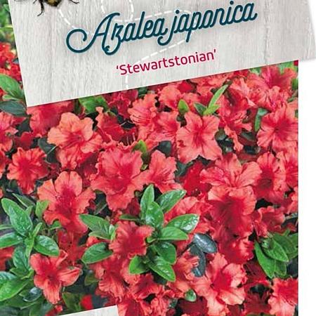 Rhododendron (AJ) 'Stewartstonian' Pot 30 Liter 50 - 60 cm