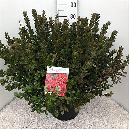Rhododendron (AJ) 'Stewartstonian' Pot 20 liter 50 - 60 cm