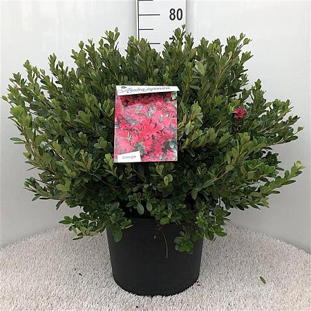 Rhododendron (AJ) 'Toreador' Pot 20 liter 50 - 60 cm