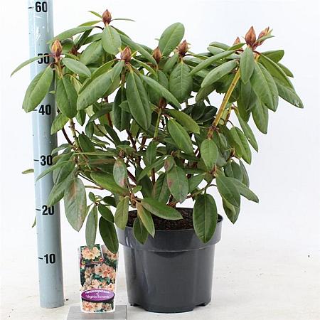 Rhododendron 'Virginia Richards' Pot 5 Liter 30 - 40 cm