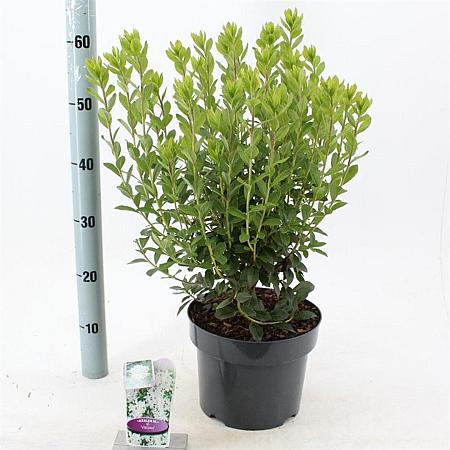 Rhododendron viscosum Pot 5 Liter 30 - 40 cm