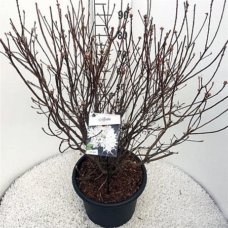 Rhododendron viscosum Pot 20 Liter 80 - 100 cm
