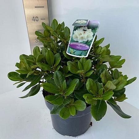 Rhododendron (Y) 'Volker' Pot 5 Liter 30 - 40 cm