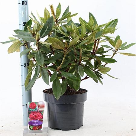 Rhododendron 'Vulcan's Flame' Pot 5 Liter 30 - 40 cm