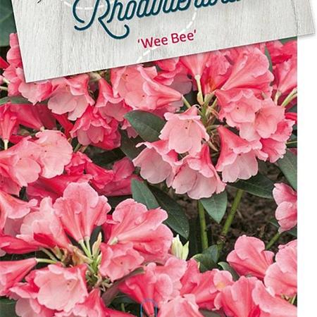Rhododendron 'Wee Bee' Pot 10 liter 30 - 40 cm