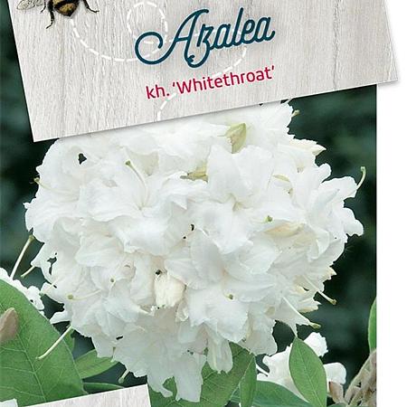 Rhododendron (AK) 'Whitethroat' Pot 40 liter 60 - 70 cm