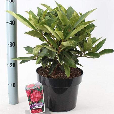 Rhododendron 'Wilgen's Ruby' Pot 5 Liter 30 - 40 cm