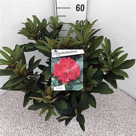 Rhododendron 'Wilgen's Ruby' Pot 10 liter