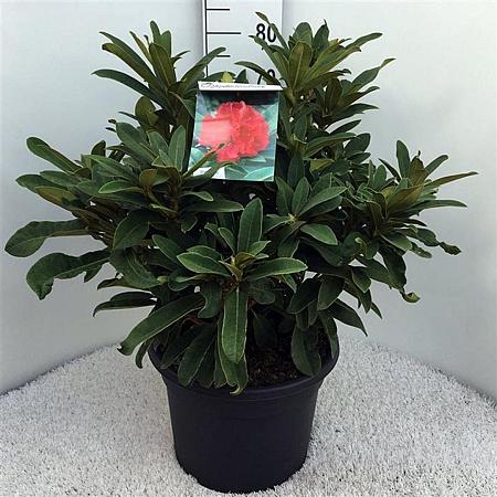 Rhododendron 'Wilgen's Ruby' Pot 20 Liter
