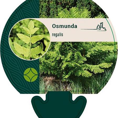 Osmunda regalis Pot 9 cm