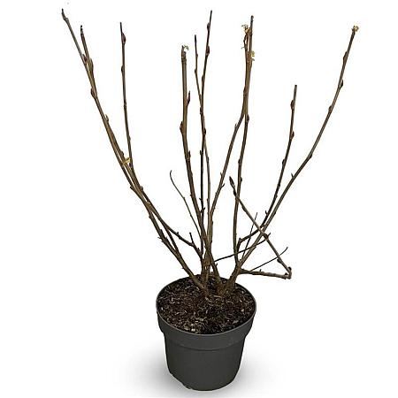 Ribes sang. 'Pulborough Scarlet' Pot 4 Liter 40 - 60 cm