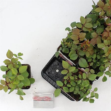 Rosa 'Carminia' Pot 14 cm