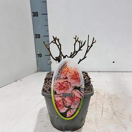 Rosa 'Carminia' Pot 14 cm