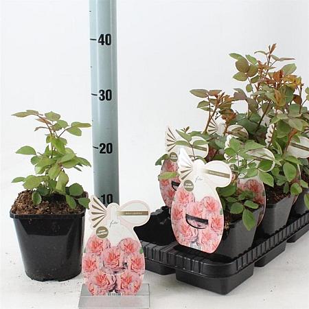 Rosa 'Carminia' Pot 14 cm