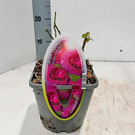 Rosa 'Eufemia' Pot 14 cm