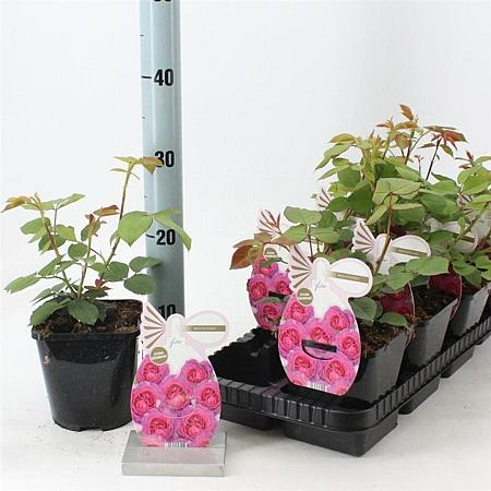 Rosa 'Eufemia' Pot 14 cm
