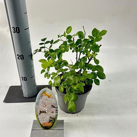 Rosa (H) Aspirin Rose Pot 15 cm