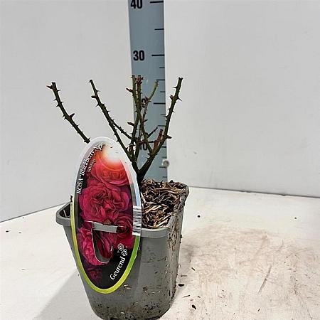 Rosa (T) Blackberry Nip Pot 14 cm