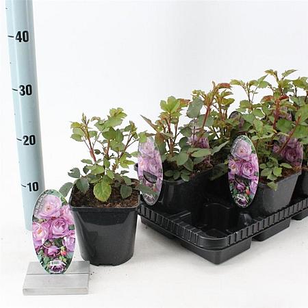 Rosa (F) Blue for You Pot 14 cm