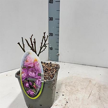 Rosa (F) Blue for You Pot 14 cm