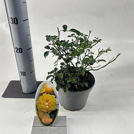 Rosa (T) Candella Pot 15 cm