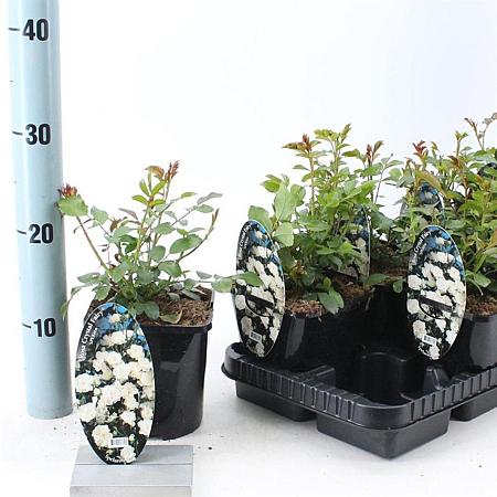 Rosa (H) Crystal Fairy Pot 14 cm