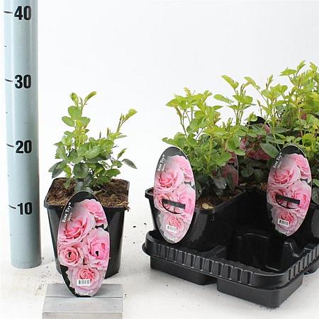 Rosa (F) Evy Pot 14 cm