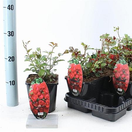 Rosa (PA) Fairy King Pot 14 cm