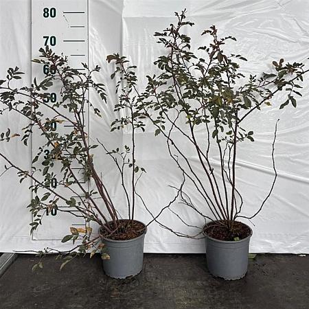 Rosa glauca Pot 2 Liter40 - 60 cm