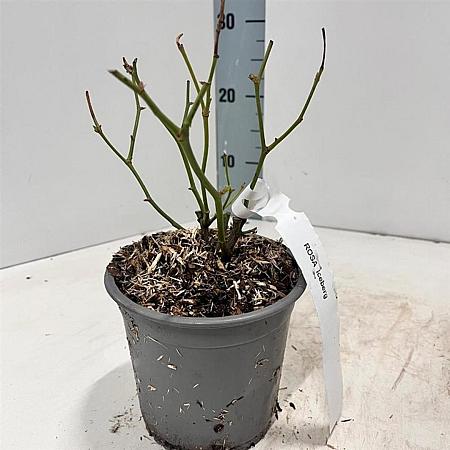 Rosa (F) Iceberg Pot 14 cm